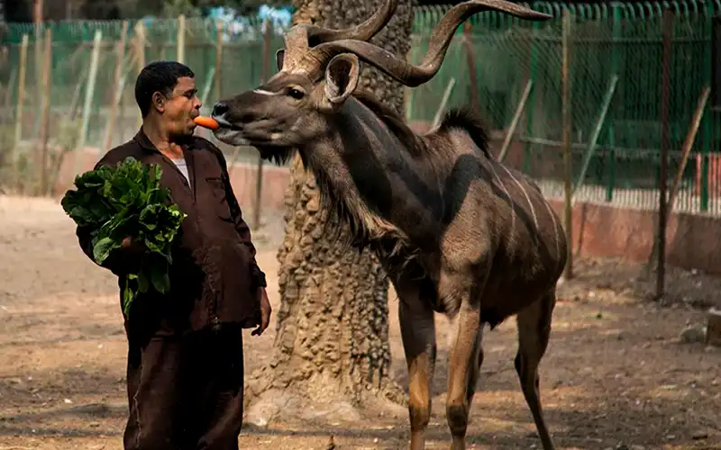 Day Tour: Giza Zoo & Orman Botanical Garden - Image 4