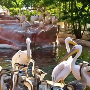 Day Tour: Giza Zoo & Orman Botanical Garden