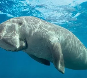 Marsa Mubarak & Marsa El Shona Snorkeling Tour