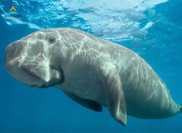 Marsa Mubarak & Marsa El Shona Snorkeling Tour