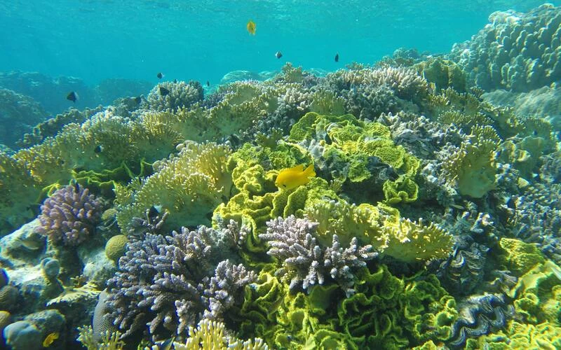 Snorkeling Trip At Satayh Dolphin Reef - Image 3