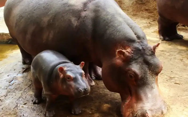 Day Tour: Giza Zoo & Orman Botanical Garden - Image 3