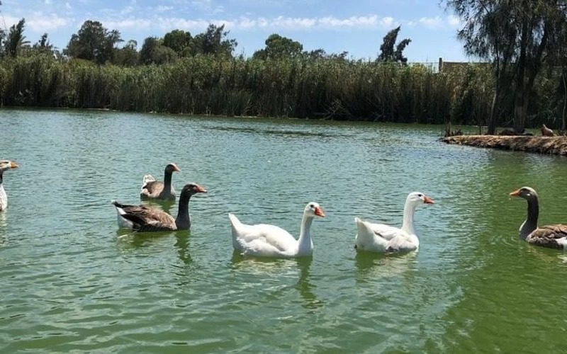 Africano Park Alexandria Safari From Cairo - Image 3