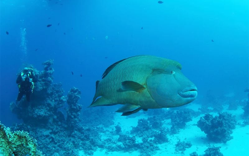 Marsa Mubarak & Marsa El Shona Snorkeling Tour - Image 3