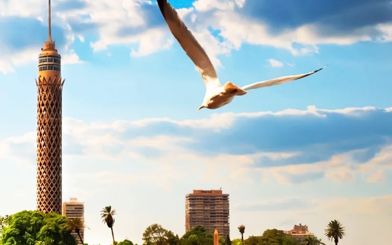 Giza Pyramids, Memphis, Dahshur And Sakkara Pyramids And Cairo Tower - Image 12