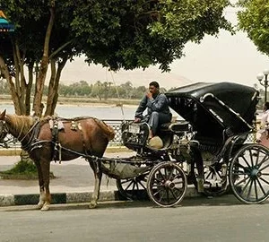 Aswan City Tour By Horse Carriage