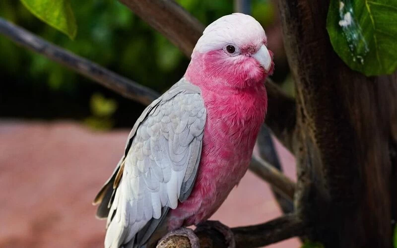 Africano Park Alexandria Safari From Cairo - Image 5