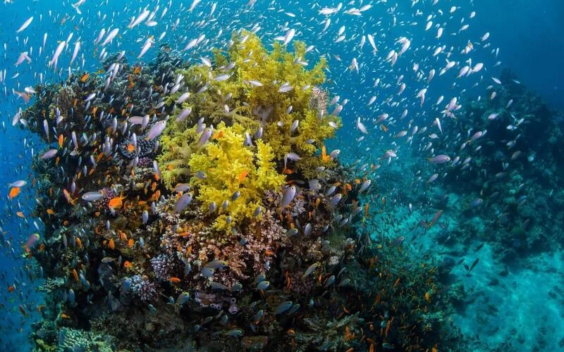 Scuba Diving 2 Dives From The Shore - Image 2