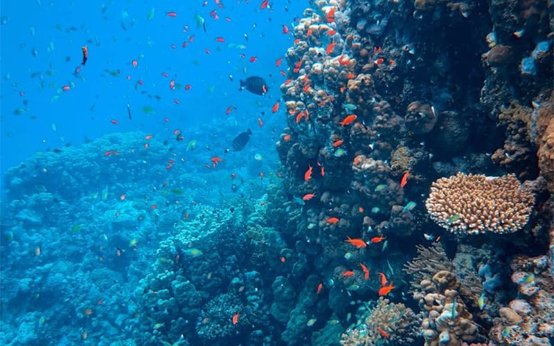 Sharm el Sheikh Port : Ras Mohammed snorkeling Trip - Image 3