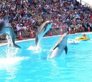 Dolphin Show In Sharm