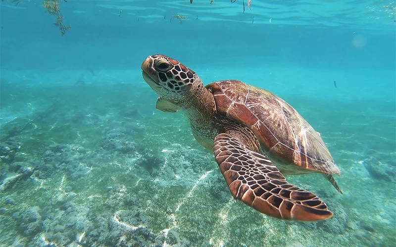 Abu Dabbab: Snorkeling Tour - Image 4