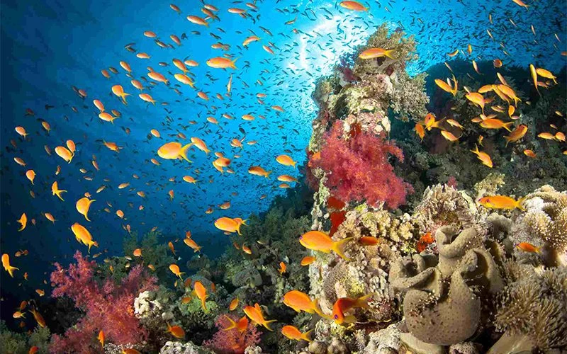 Marsa Mubarak & Marsa El Shona Snorkeling Tour - Image 4