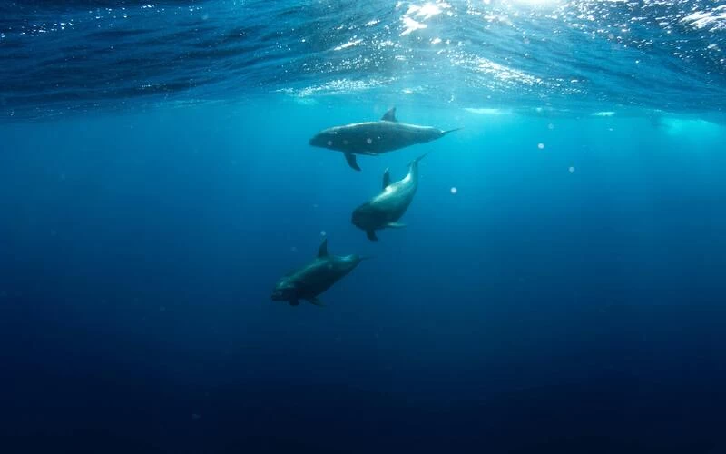 Snorkeling Trip At Satayh Dolphin Reef - Image 4