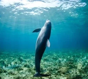 Snorkeling Trip At Satayh Dolphin Reef