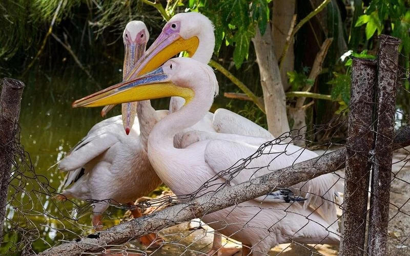 Africano Park Alexandria Safari From Cairo - Image 4