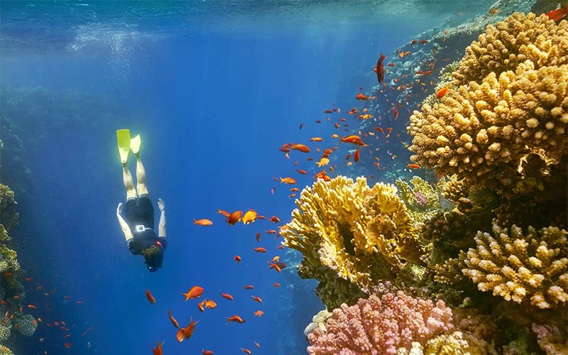 Abu Dabbab: Snorkeling Tour - Image 3