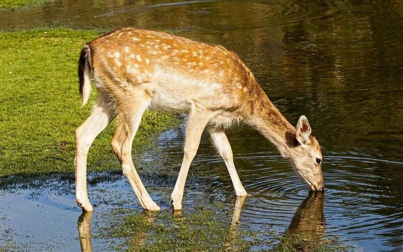 Africano Park Alexandria Safari From Cairo - Image 6