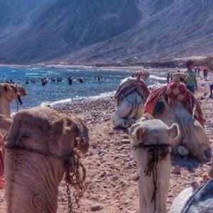 Three Pools Snorkeling & Camel Ride with Lunch Dahab