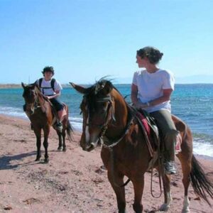 Desert Horse Safari in Sharm El Sheikh