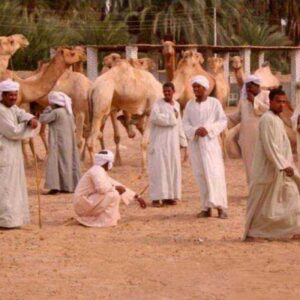 Daraw Camel Market Half Day Tour from Aswan